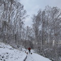 写真: 初雪白樺の森