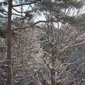森の雪、朝日に舞う