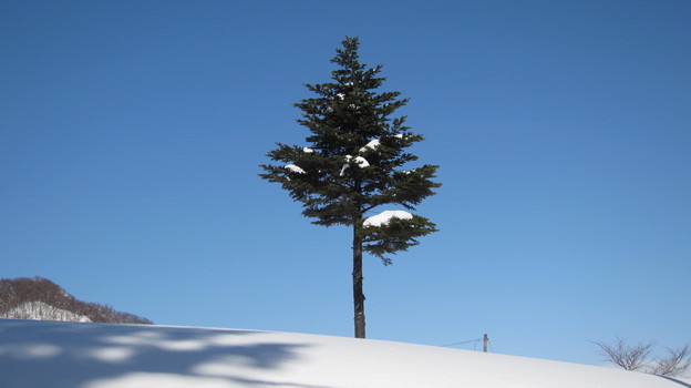 写真: 一本の樹