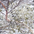 札幌、吹雪の中の緑