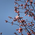写真: 桜、高いところで開花している木もありました