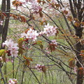 旭山記念公園の桜#4