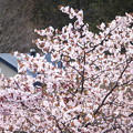 旭山記念公園の桜#6