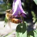 写真: ミツバチ働く