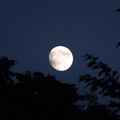 写真: 月の出