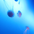 写真: 2012/09/1 アカクラゲ（新江ノ島水族館にて）