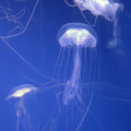 写真: 2012/09/1 アマクサクラゲ（新江ノ島水族館にて）