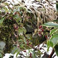 写真: １２月５日「雪とツルリンドウ」