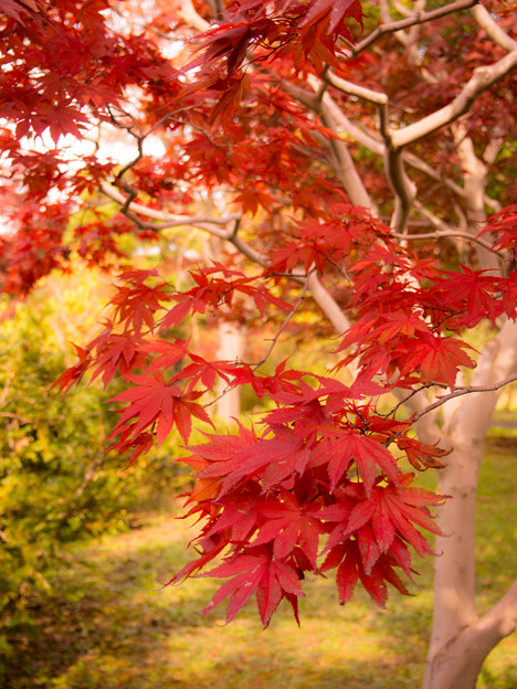 写真: 秋ですね