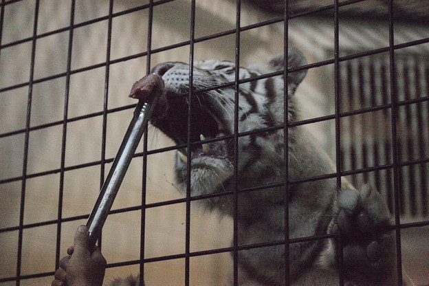写真: トラの給餌ガイド in 夜の動物園