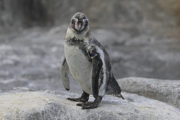 羽毛が生え変わり中のフンボルトペンギン