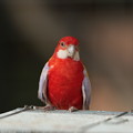 写真: 鮮やかな赤のナナクサインコ