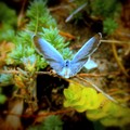 Una farfalla blu