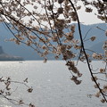 写真: 桜と琵琶湖_13_04_DSC_1196