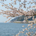 写真: 桜と琵琶湖_13_04_DSC_1198