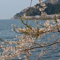 写真: 桜と琵琶湖_13_04_DSC_1223