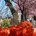 写真: 桜とチューリップ_13_04_DSC_0186