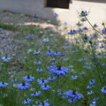 写真: 淡い青色、咲きました。