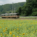 写真: ヒマワリと列車(2)
