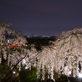 写真: 桜ライトアップ♪