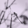 写真: Dragonfly