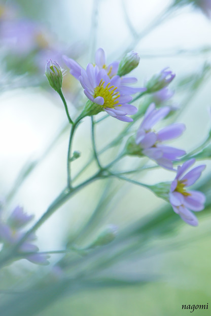 写真: 風の中の紫苑♪