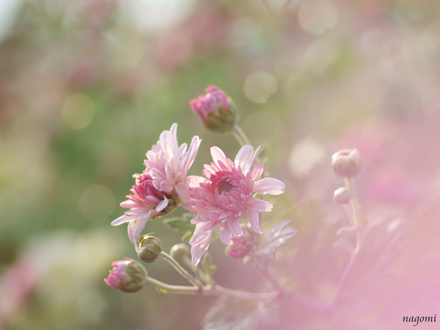 写真: 小菊の想い･･･♪