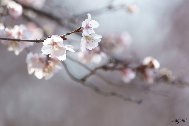 写真: 冬の桜♪