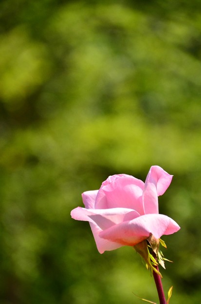 写真: バラのたのしみ