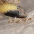 写真: 羽化前日の蛹。（ヤマトシジミ飼育）