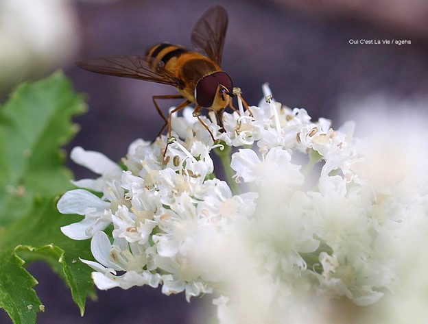 写真: 蜜蜂かと思ったら花アブだった。