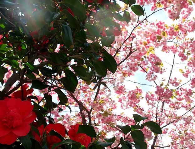 普賢像桜と椿のコラボ。
