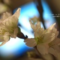 写真: 恒例の啓翁桜。（2014元旦）