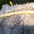 朝日に溶ける霜