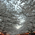 写真: 桜のアーケード
