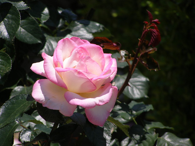 写真: 日を浴びてひとり開きぬ薔薇の花