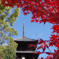 写真: 金戒光明寺三重塔と紅葉