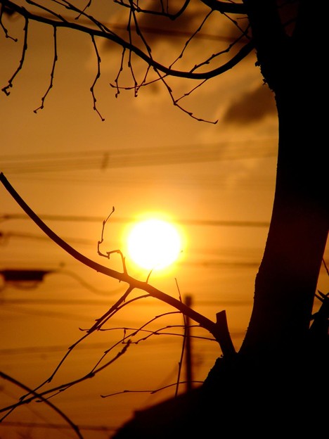 写真: 小枝と夕陽