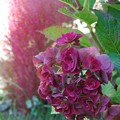 写真: 紫陽花と 箒木
