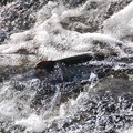 写真: 魚道で堪える鮭