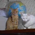 写真: トラちゃんとシロちゃんのツーショット