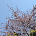 写真: 京都も開花宣言されました