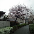 写真: 桜開花