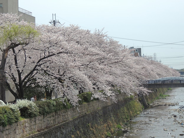 天神川の桜　2013