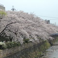 写真: 天神川の桜　2013