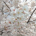 写真: 天神川の桜