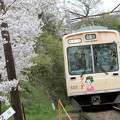 写真: 3年目桜のトンネル