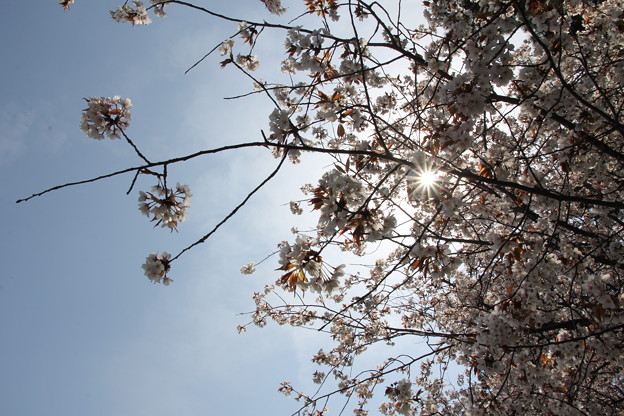 写真: 京都御苑の桜