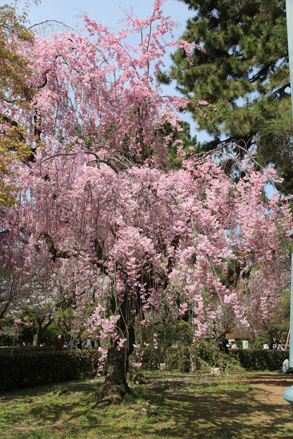 写真: 京都御苑の桜