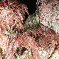 写真: 桜ライトアップ